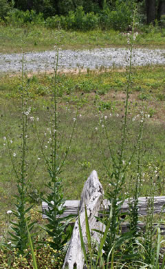 image of Verbascum blattaria, Moth Mullein