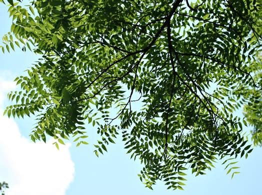 image of Juglans nigra, Black Walnut