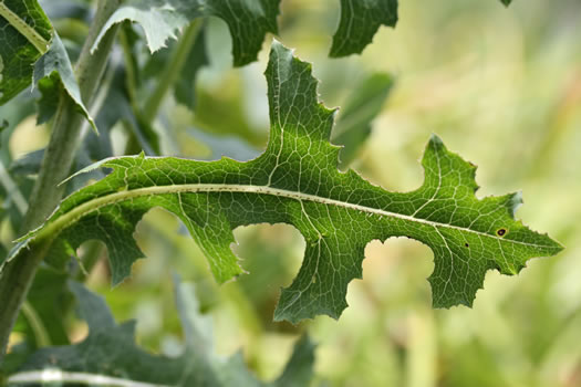 image of Lactuca serriola, Prickly Lettuce