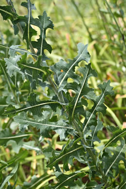 image of Lactuca serriola, Prickly Lettuce