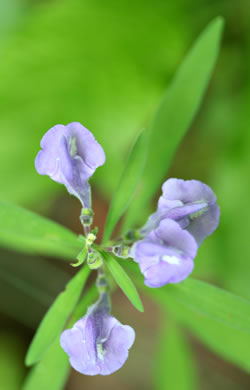 image of Scutellaria integrifolia, Hyssop Skullcap, Narrowleaf Skullcap