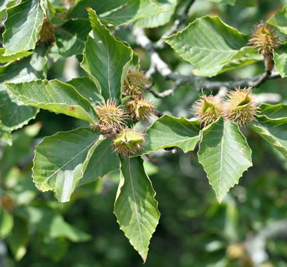 image of Fagus grandifolia +, American Beech