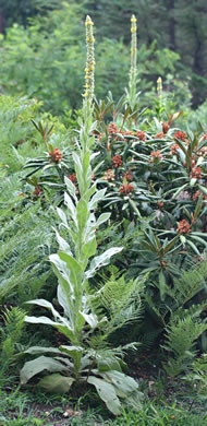 image of Verbascum thapsus ssp. thapsus, Woolly Mullein, Common Mullein, Flannel-plant, Velvet-plant