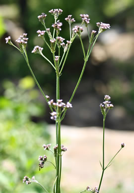 image of Verbena brasiliensis, Brazilian Vervain