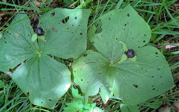 image of Trillium erectum, Red Trillium, Purple Trillium, Stinking Willie, Stinking Benjamin