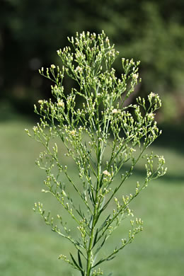 image of Erigeron canadensis, Common Horseweed