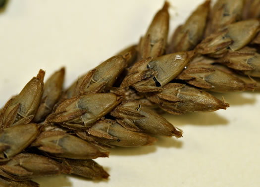 image of Plantago rugelii, American Plantain, Broad-leaved Plantain, Blackseed Plantain, Rugel’s Plantain