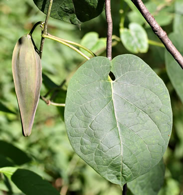 image of Gonolobus suberosus var. suberosus, Eastern Anglepod