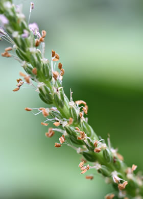 image of Plantago rugelii, American Plantain, Broad-leaved Plantain, Blackseed Plantain, Rugel’s Plantain