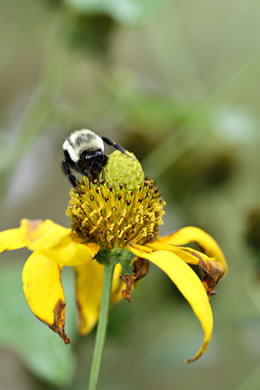 image of Rudbeckia laciniata var. laciniata, Greenheaded Coneflower, Common Cutleaf Coneflower