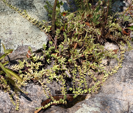 image of Sedum sarmentosum, Stringy Stonecrop