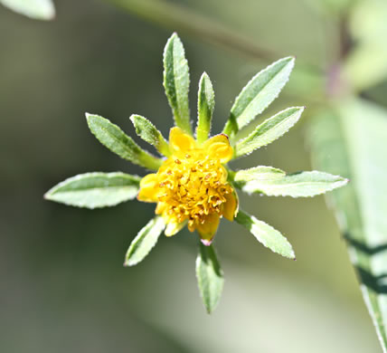 Bidens frondosa, Devil's Beggarticks, Annual Beggarticks