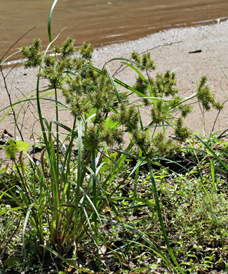 image of Cyperus erythrorhizos, Redroot Flatsedge