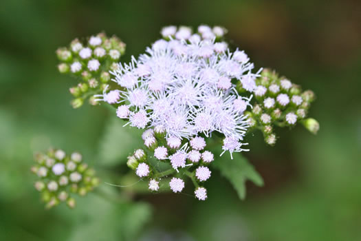 image of Conoclinium coelestinum, Mistflower, Wild Ageratum, Hardy Ageratum