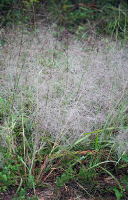 image of Eragrostis capillaris, Lace Lovegrass, Lacegrass