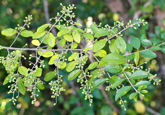 image of Ligustrum sinense, Chinese Privet, "privy hedge"