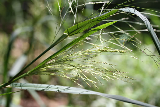 image of Panicum dichotomiflorum var. dichotomiflorum, Fall Panicum, Fall Panicgrass, Spreading Panicgrass