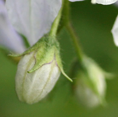 image of Solanum carolinense var. carolinense, Carolina Horsenettle, Ball-nettle