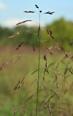 image of Tridens flavus, Purpletop, Purpletop Tridens, Greasy Grass, Tall Redtop