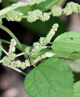 Boehmeria cylindrica, False Nettle, Swamp-nettle