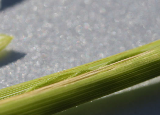 panicle