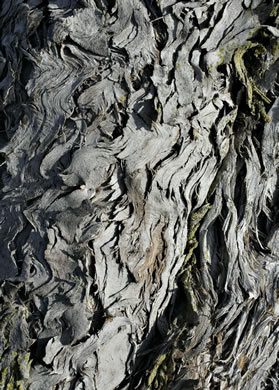 image of Juniperus virginiana, Eastern Red Cedar