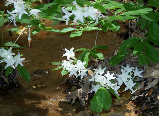 image of Rhododendron eastmanii, May White Azalea, Eastman's Azalea