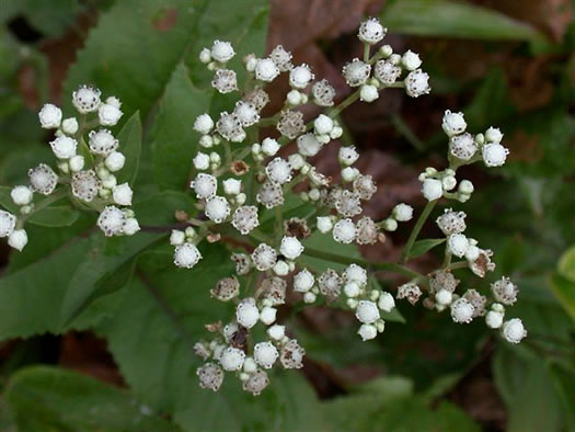 image of Parthenium integrifolium var. integrifolium, Common Wild Quinine