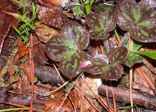 image of Hepatica americana, Round-lobed Hepatica, Round-lobed Liverleaf