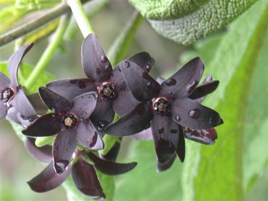 Matelea carolinensis, Carolina Spinypod, Climbing Milkweed, Climbing Milkvine, Maroon Carolina Milkvine