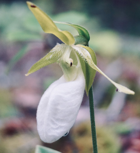 image of Cypripedium acaule, Pink Lady's Slipper, Mocassin Flower