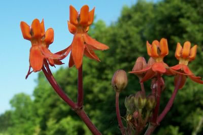 image of Asclepias lanceolata, Fewflower Milkweed, Red Milkweed