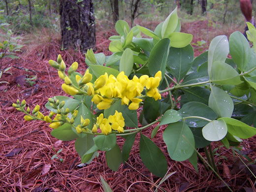 image of Baptisia cinerea, Carolina Wild Indigo, Gray-hairy Wild Indigo