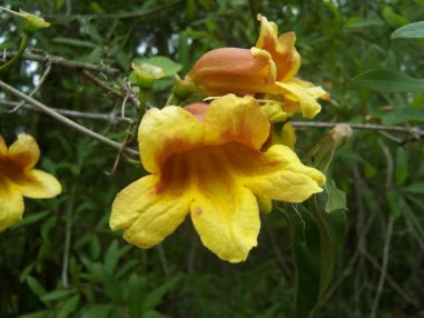 image of Bignonia capreolata, Crossvine