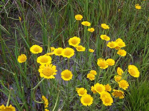 image of Helenium pinnatifidum, Savanna Sneezeweed, Southeastern Sneezeweed