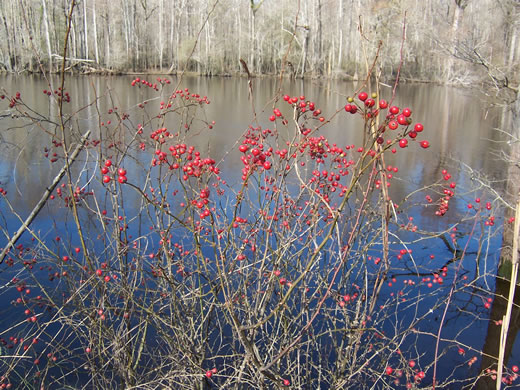 image of Rosa palustris, Swamp Rose