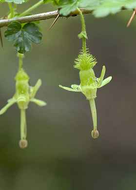 Lake Miccosukee Gooseberry (Ribes echinellum)