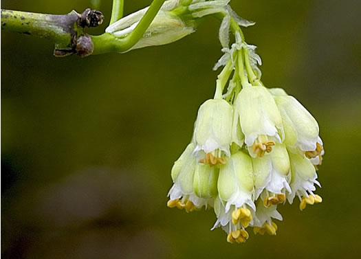 image of Staphylea trifolia, Bladdernut