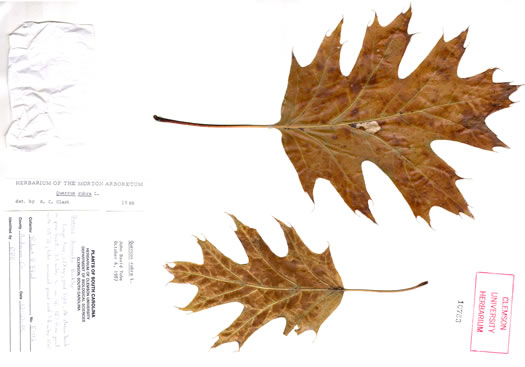 image of Quercus rubra +, Northern Red Oak, Red Oak