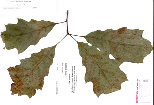 image of Quercus rubra +, Northern Red Oak, Red Oak