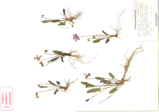 image of Viola sagittata, Arrowleaf Violet, Arrowhead Violet