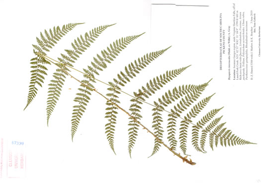 Evergreen Woodfern