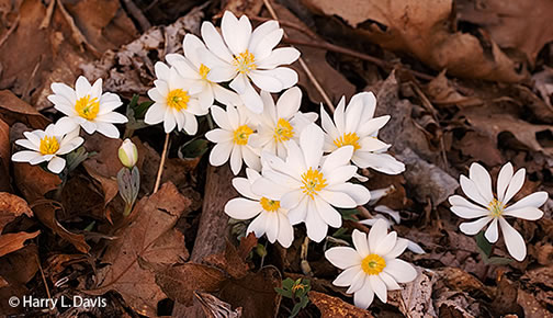 image of Sanguinaria canadensis, Bloodroot, Red Puccoon