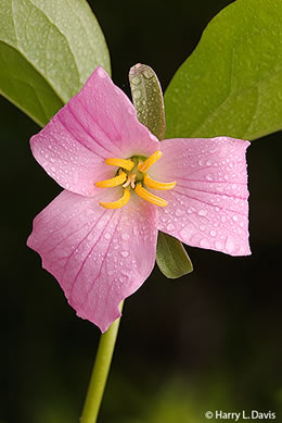 image of Trillium catesbyi, Catesby's Trillium, Rosy Wake-robin, Bashful Trillium, Rose Trillium