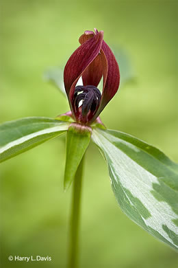 image of Trillium lancifolium, Lanceleaf Trillium, Narrowleaf Trillium