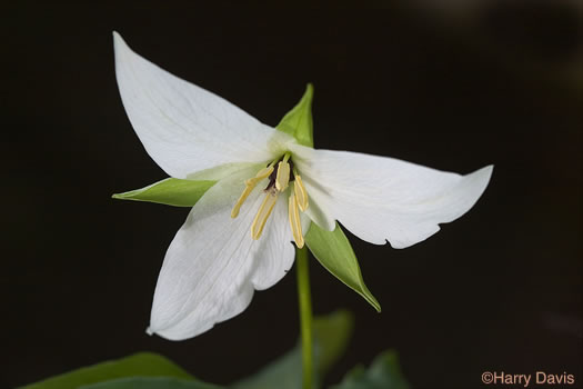 image of Trillium simile, Sweet White Trillium, Confusing Trillium, Jeweled Trillium