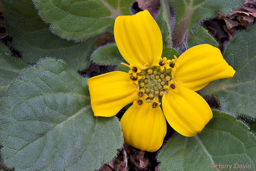 image of Chrysogonum repens, Carolina Green-and-gold