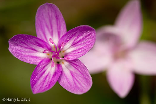 Spring-beauty