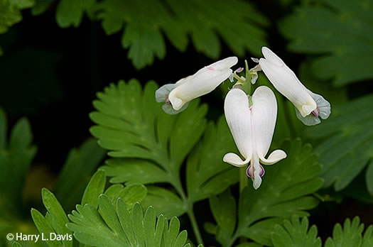 Dicentra canadensis, Squirrel Corn