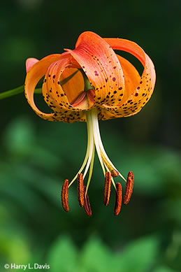 image of Lilium superbum, Turk's-cap Lily, Lily-royal, Superb Lily